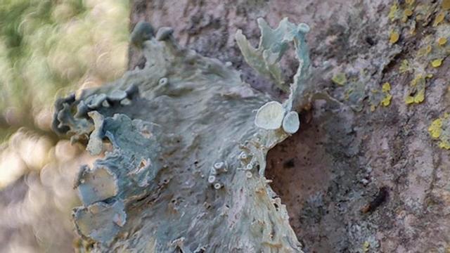 Un dels líquens localitzats durant la prospecció al Parc Natural de Cap de Creus.