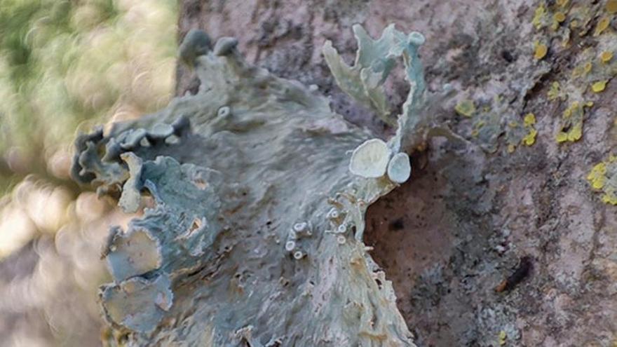 Un liquen en perill d'extinció apareix per primer cop al Cap de Creus