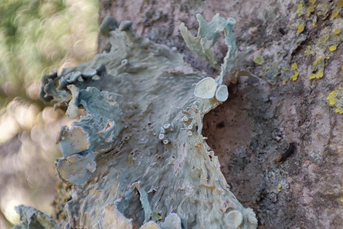 Un dels líquens localitzats durant la prospecció al Parc Natural de Cap de Creus