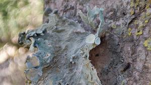 Un dels líquens localitzats durant la prospecció al Parc Natural de Cap de Creus