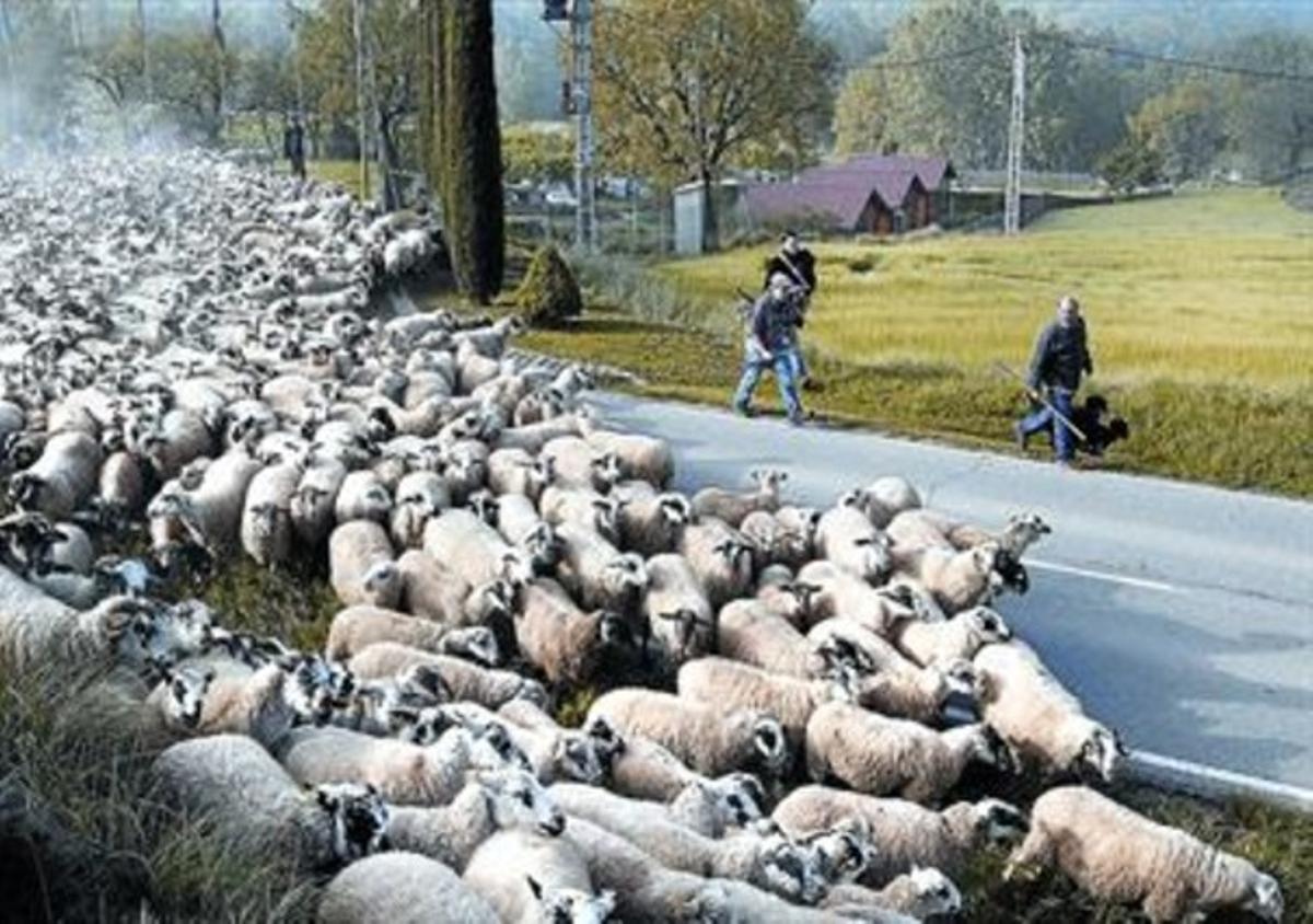 Jornada de transhumància amb ovelles a Olost (Osona) per reivindicar el dret al pas dels ramats.