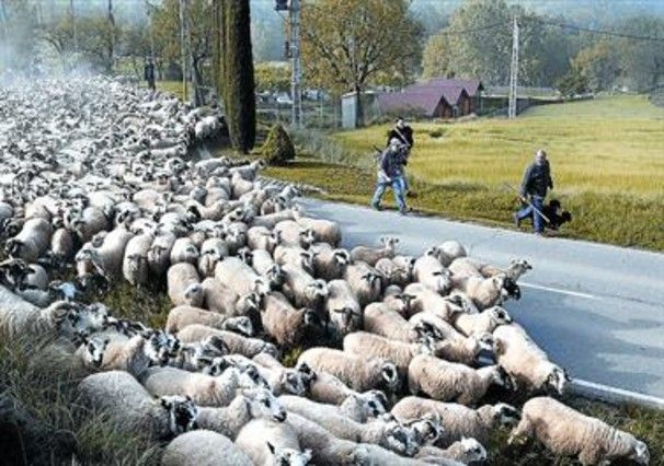 Jornada de trashumancia con ovejas en Olost (Osona) para reivindicar el derecho a paso de los rebaños.