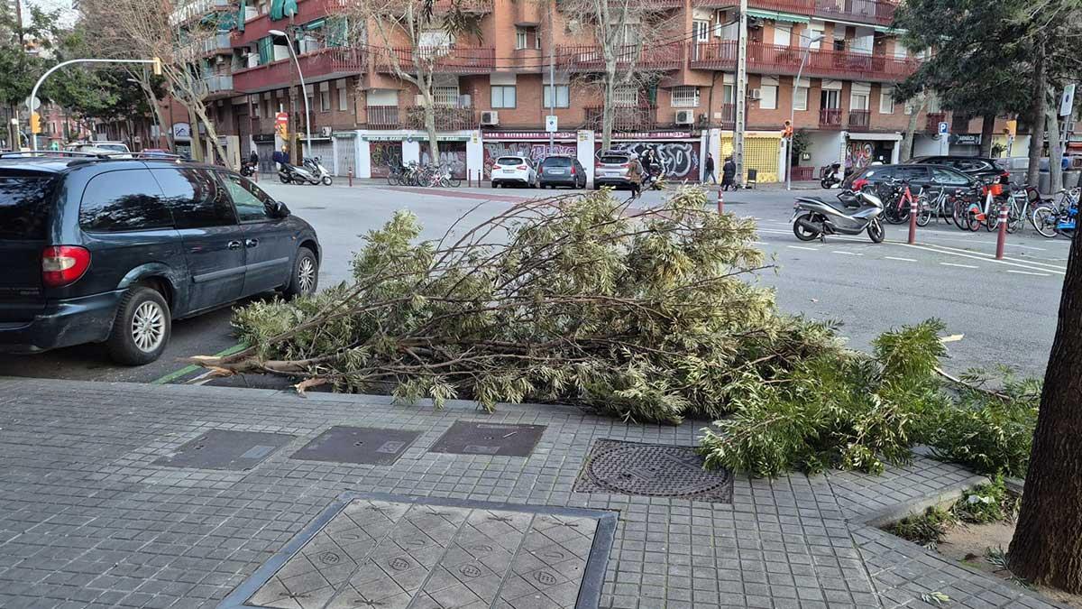 Ramas de árboles arrancadas por el viento en pleno temporal en la calle de Bilbao de Barcelona.