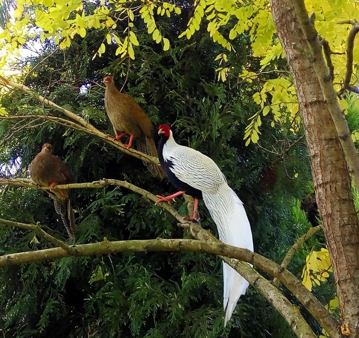 De paseo por el vergel de San Justo, en Villaviciosa