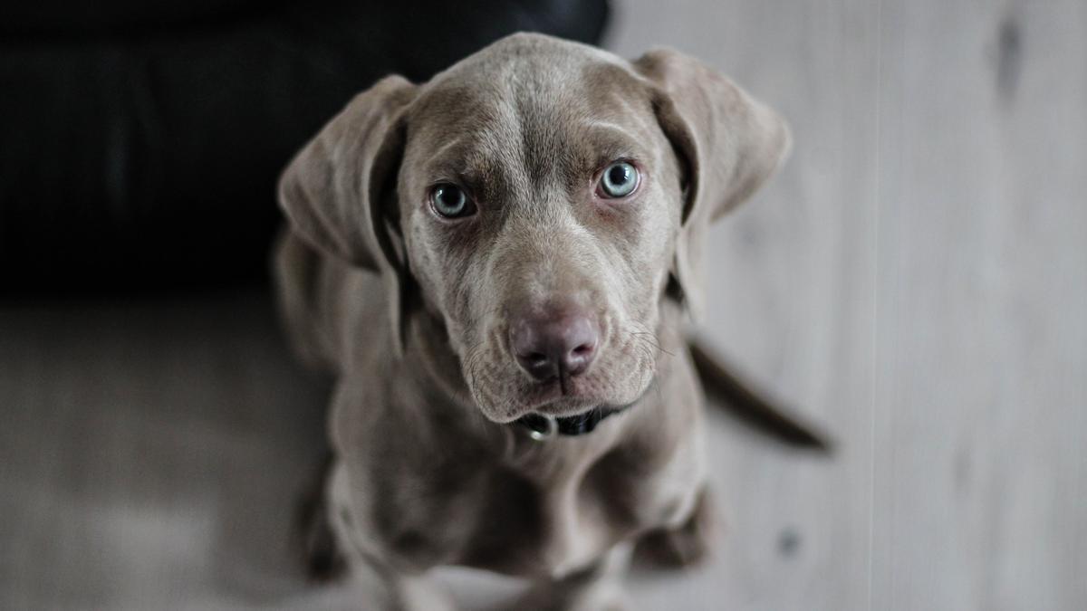 Cuando tu perro te lame los pies puede identficarse de múltiples formas.