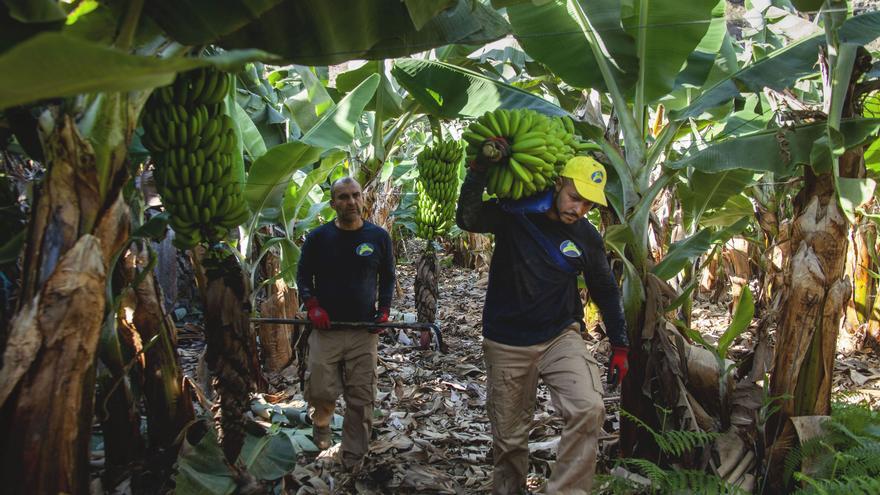 Asprocan asegura que España &quot;abandona&quot; al plátano de Canarias en favor de la banana