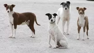 Fiebre de las mascotas en Ontinyent: hay censados dos perros por niño