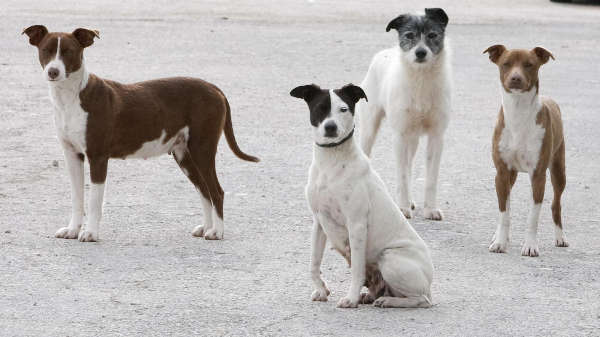 Perros comarcas centrales