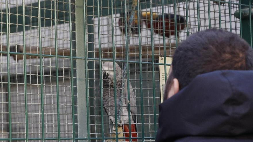 Gijón se pone manos a la obra en sus "casas" para animales: arranca la reforma del albergue de Serín y se licitan mejoras en la pajarera de Isabel la Católica