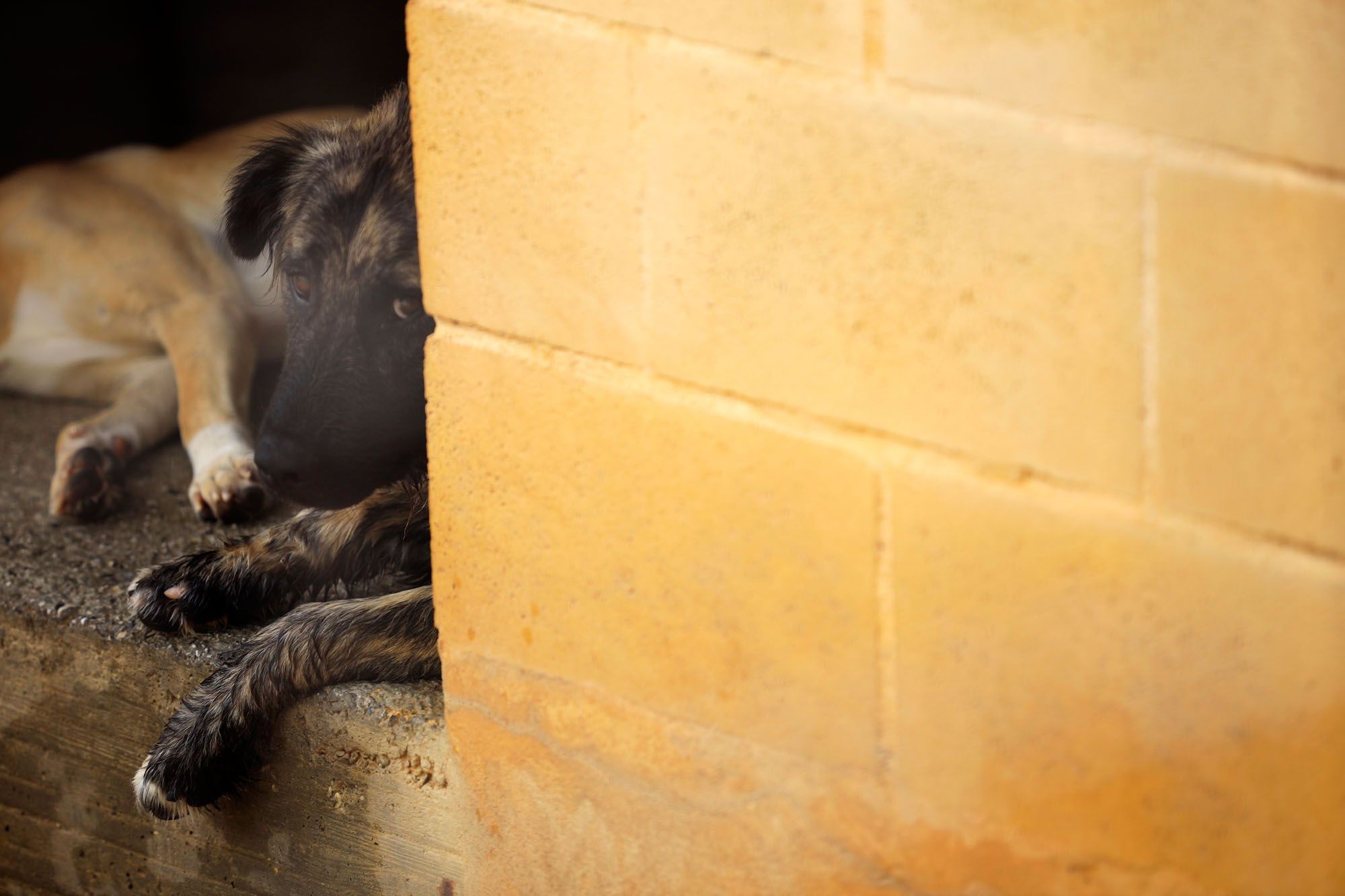 Estado de la Protectora de Animales de Málaga en julio de 2022