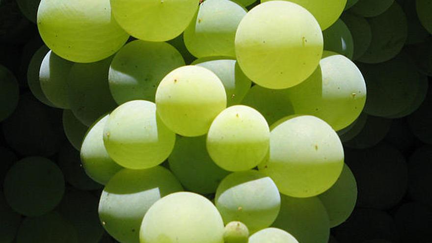 En los países lationoamericanos se mantiene la costumbre de tomar 12 uvas al ritmo de las doce últimas campanadas del año.