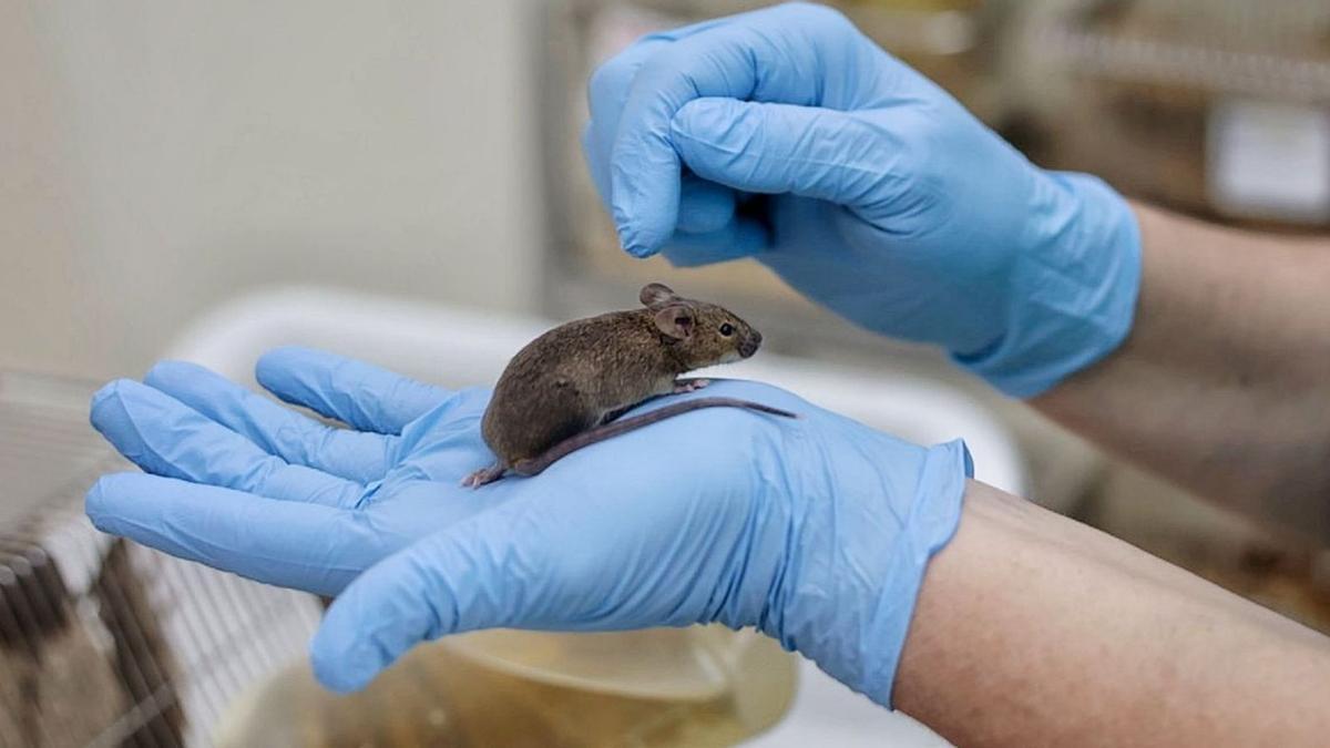 Un año sin recibir nuevos ratonescorta las alas a los científicos canarios
