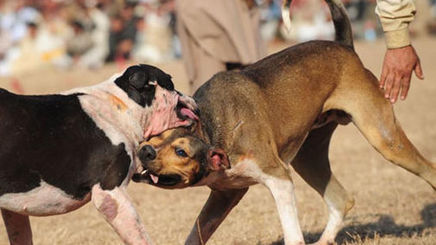 Desarticulada una red que organizaba peleas de perros ilegales