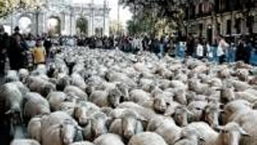 Un millar de ovejas salvan la obra de la M-30