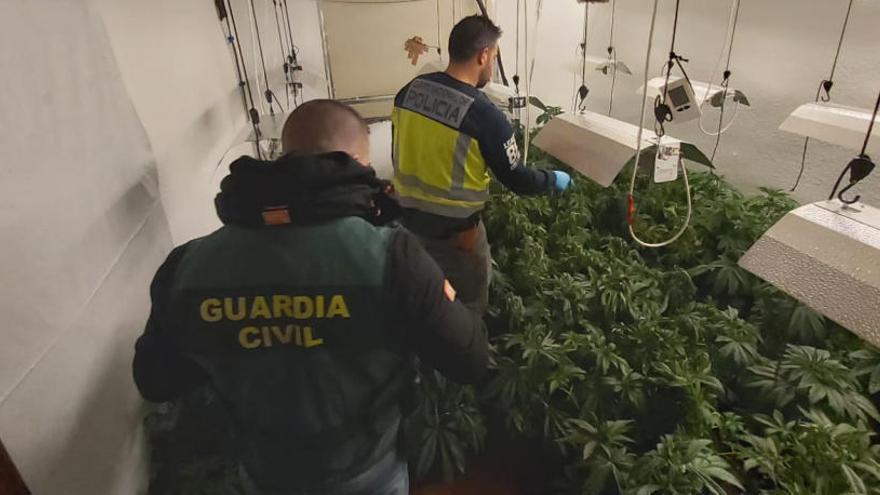 Tres detenidos y una plantación de marihuana desmantelada en Chiva