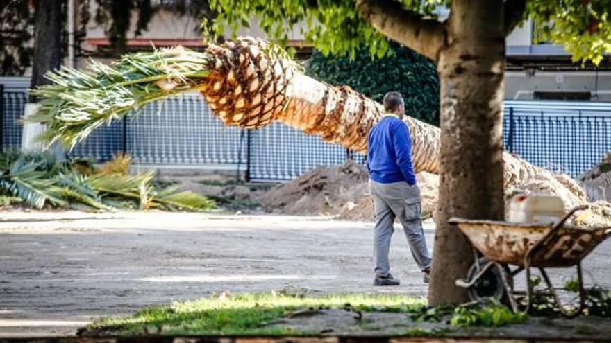 Los trabajos en el arbolado de la plaza comenzaron durante la jornada de ayer.