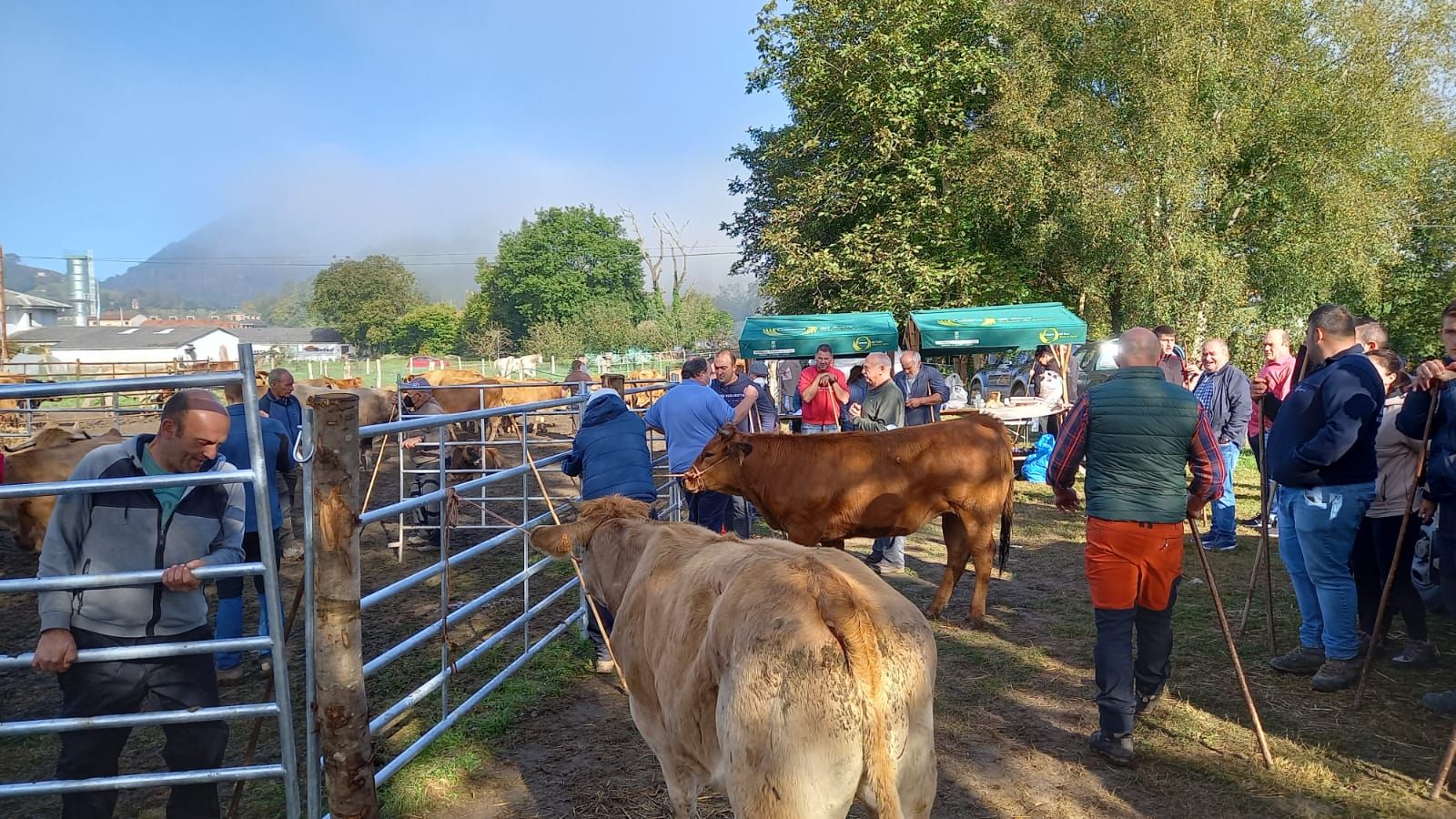 Así fue la feria de Santa Teresa en Piloña: mucha participación pero precios bajos