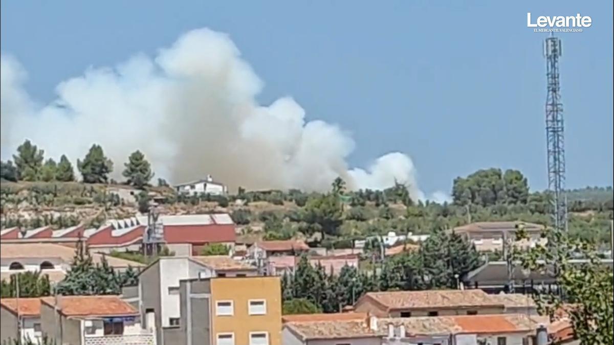 morella