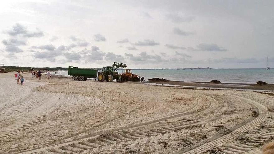 Retirada a lo bruto de posidonia y paseo de caballos entre las dunas de es Trenc