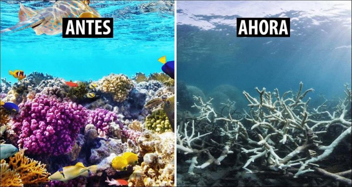 Muerte de corales
