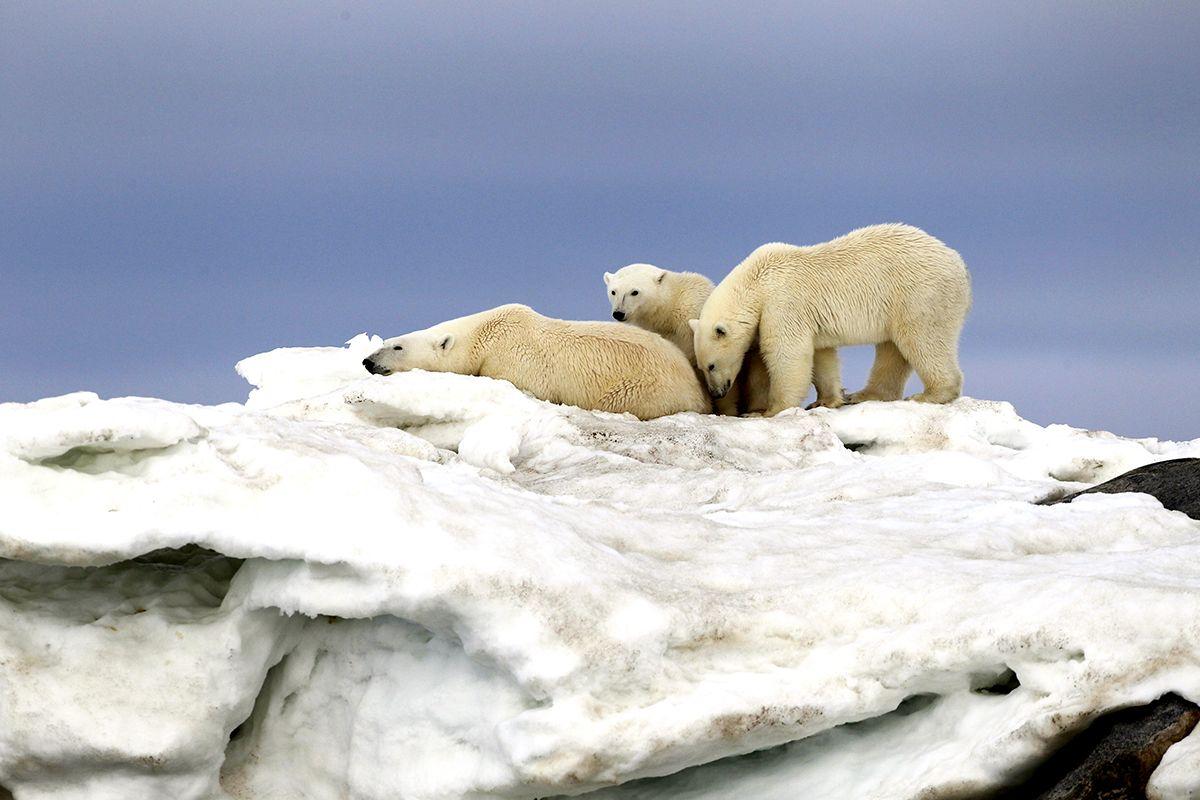 Osos polares en su hábitat.
