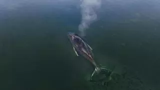 Dos multimillonarios financian el último intento de rescatar a la ballena jorobada varada en Alemania