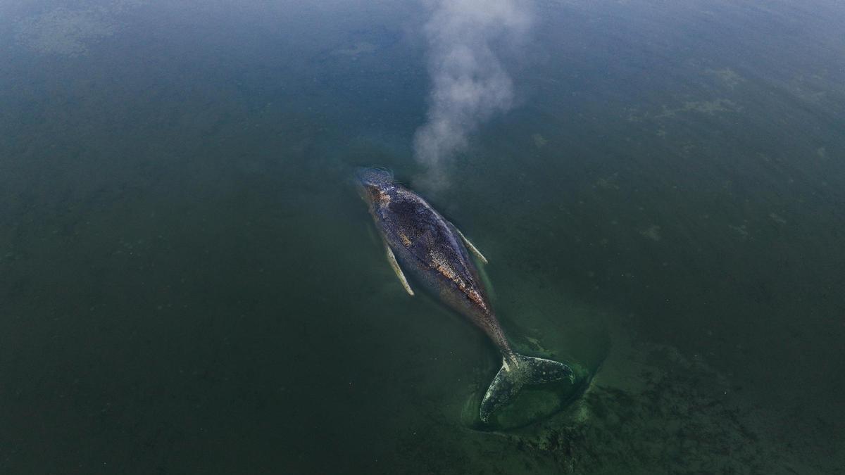Esta es la ballena jorobada varada desde hace más de una semana en la costa alemana del Báltico