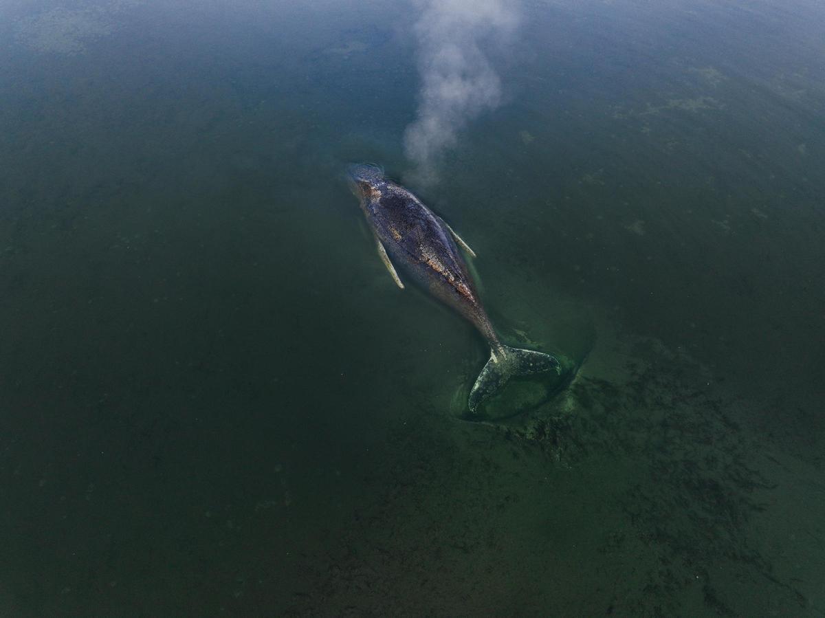 Esta es la ballena jorobada varada desde hace más de una semana en la costa alemana del Báltico