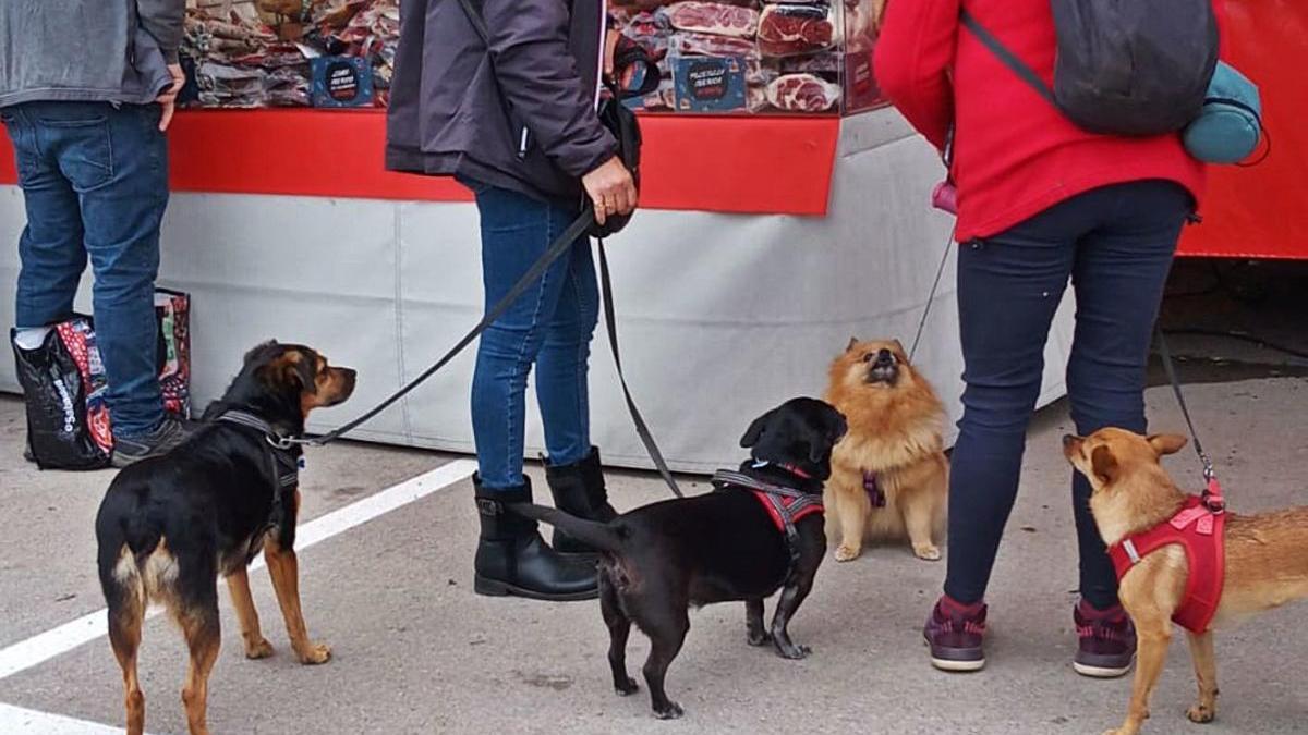 Les mestresses de gossos passegen els animals al carrer a Llançà