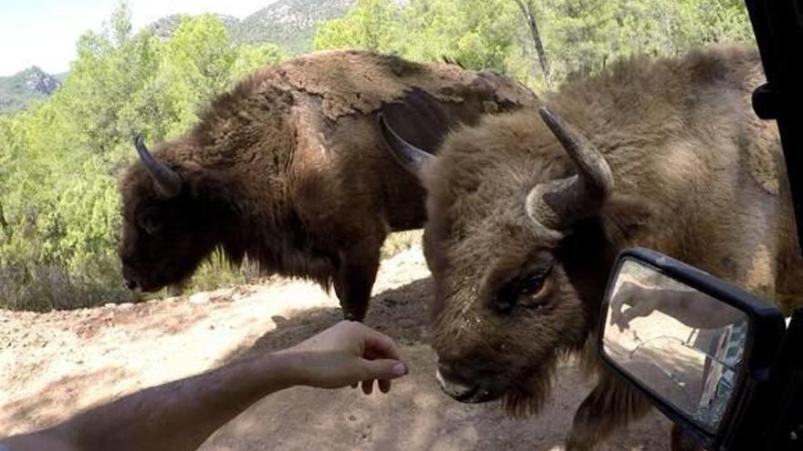 Un bisonte de Valdeserrillas permanece en cuarentena