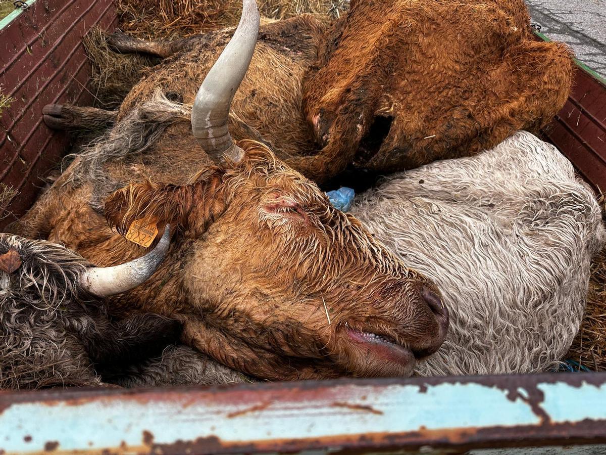 Vacas muertas de la ganadería "abandonada" de Chanos