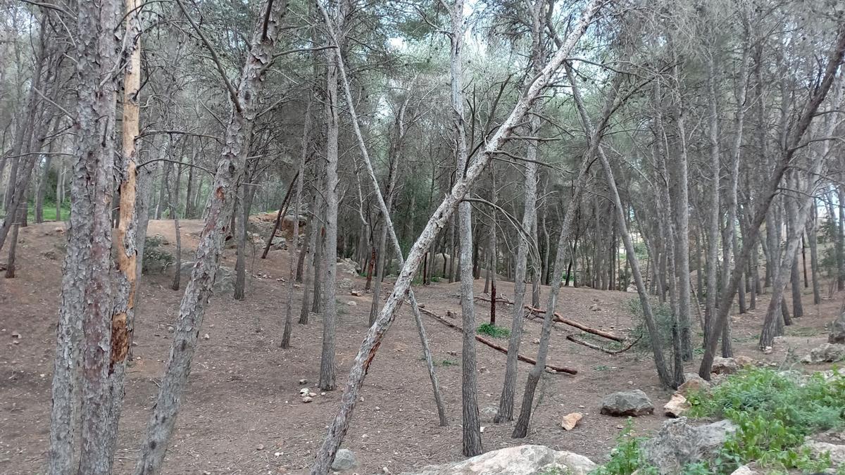 Seca, plaga que ataca los pinos, efectos en el Parque del Morlaco.