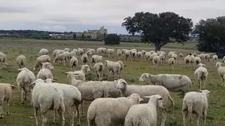 Extremadura recibirá 3,8 millones para programas de sanidad animal y vegetal
