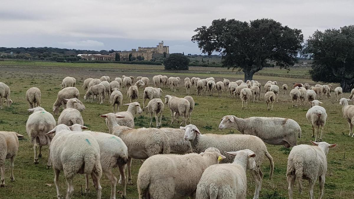 Imagen de archivo de un rebaño de ovejas.