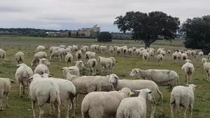Lonja Extremadura, jueves 24 de julio de 2025