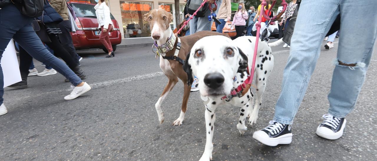 Unas personas pasean dos perros por las calles de Córdoba.