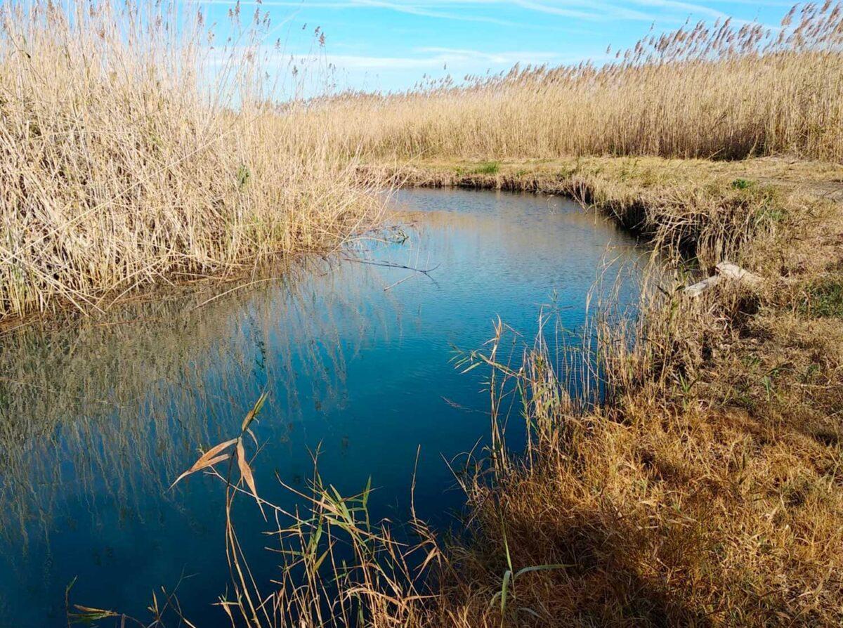 Los ecosistemas que capturan el carbono azul, en peligro