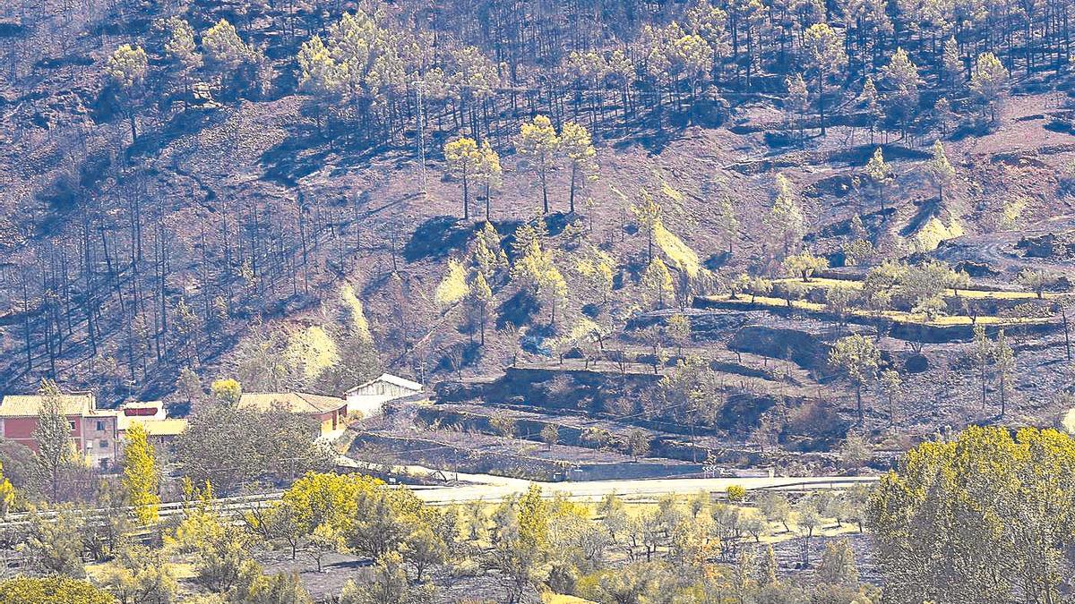 L’incendi d’agost de 2022 va calcinar prop de 20.000 hectàrees, entre les quals figuren nombrosos camps d’oliveres.