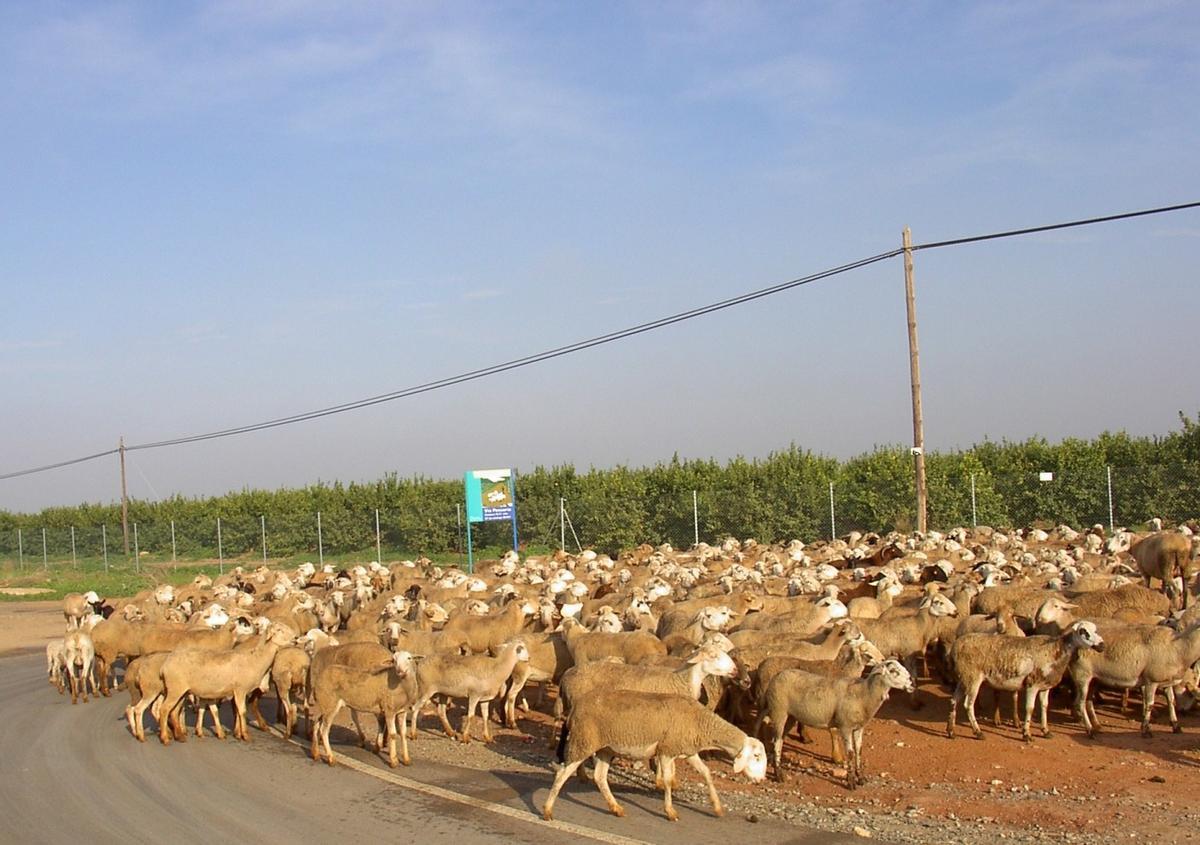 Cabaña ganadera en pleno tránsito por una vía pecuaria de la Región de Murcia.