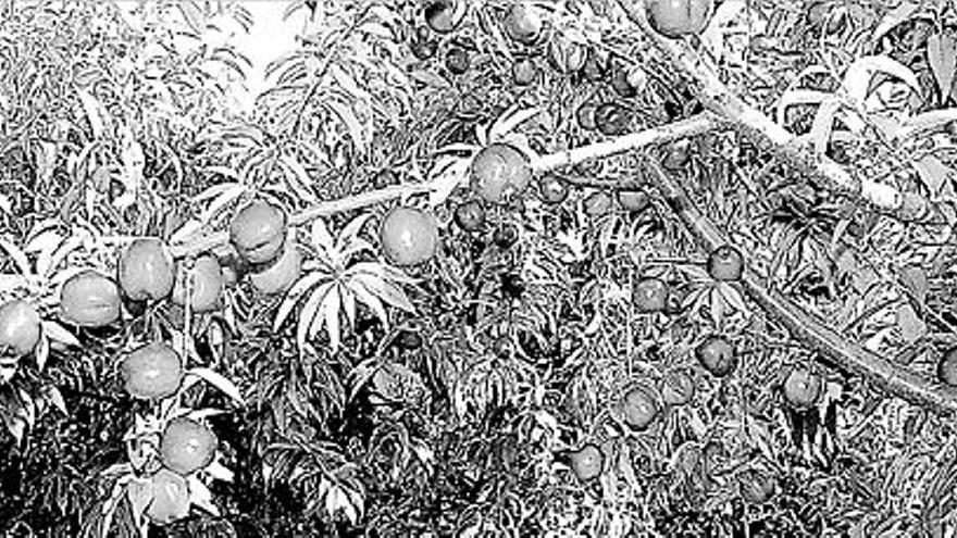 Árbol de una variedad de nectarina protegida en un campo de Carlet.