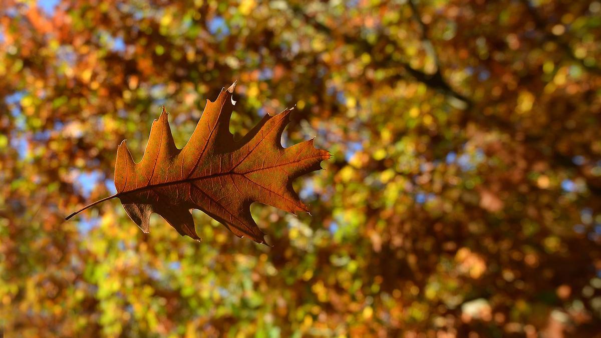 Hoja de otoño en el Lago Castiñeiras.