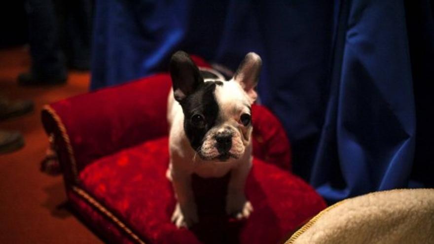 American Kennel Club, una de las organizaciones protectoras de animales, ha realizado en Nueva York una exhibición con las razas de perros más populares ahora en EEUU. El golden retriever y el bulldog francés son las razas más escogidas.