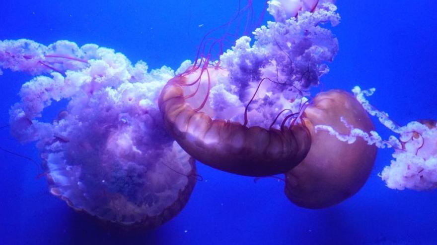 Nacen 15.000 medusas en l&#039;Oceanogràfic en seis meses