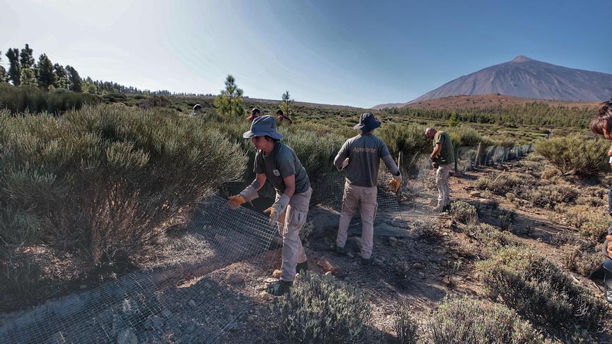 Aplazada la protesta en el Teide con trifulca entre Cabildo de Tenerife y Subdelegación