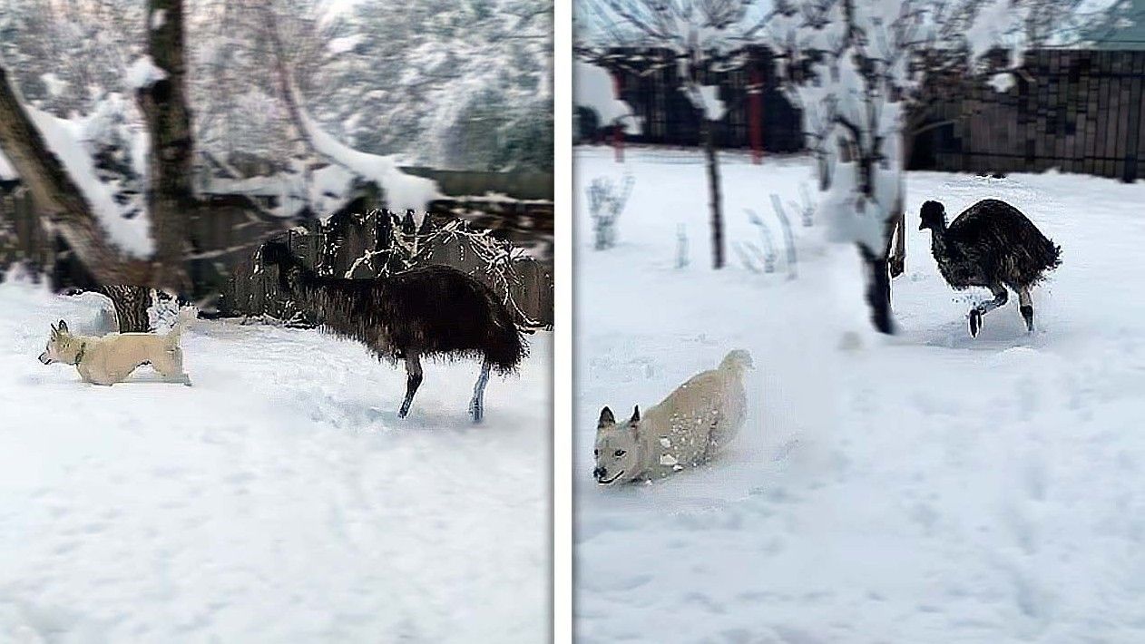 El perro Lucky, perseguido por el emú Chip en la localidad rusa de Krasnodar, a finales de enero.
