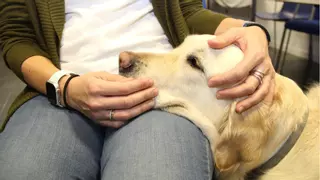 Así ayuda la terapia con perros a personas con trastornos de la conducta alimentaria: menos ansiedad y más autoestima