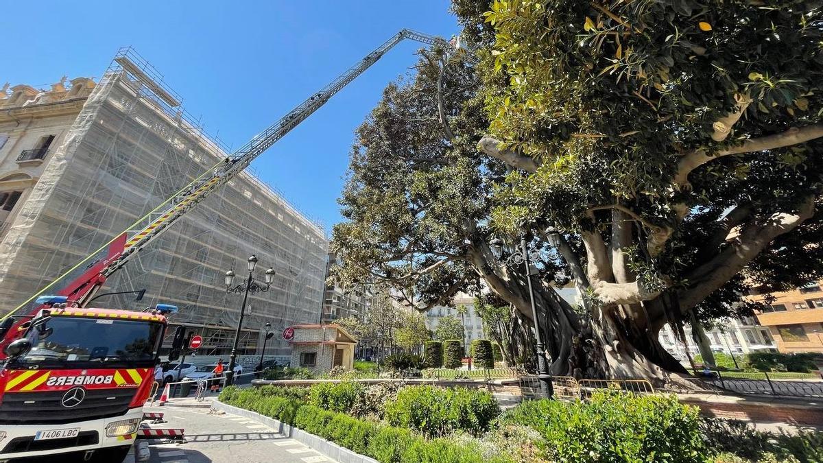 Para podar el ficus del Parterre de València se necesita un vehículo de altura de Bomberos.