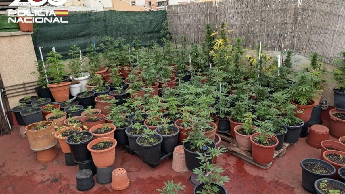 Una de las plantaciones de marihuana desmanteladas por la Policía.