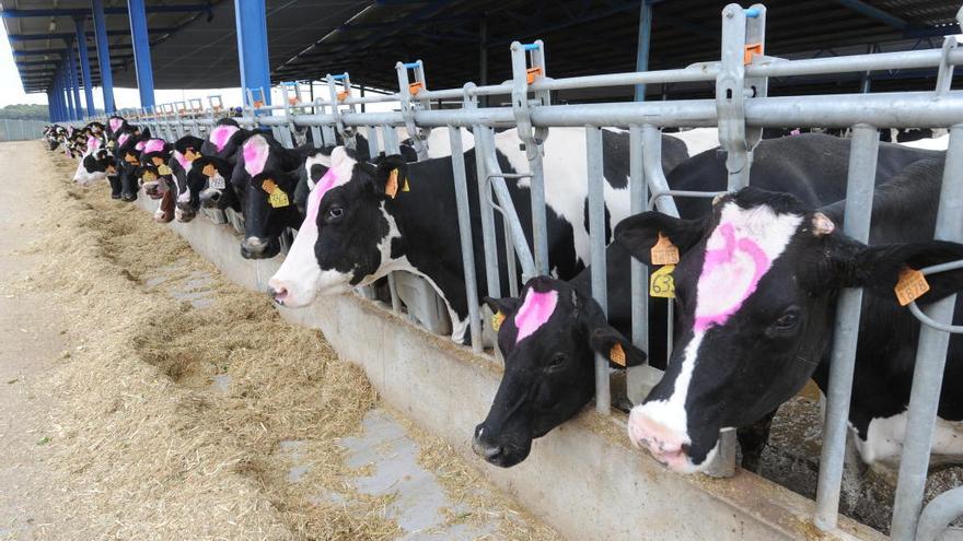 La reestructuración del sector lácteo  traslada al Este el peso de la producción
