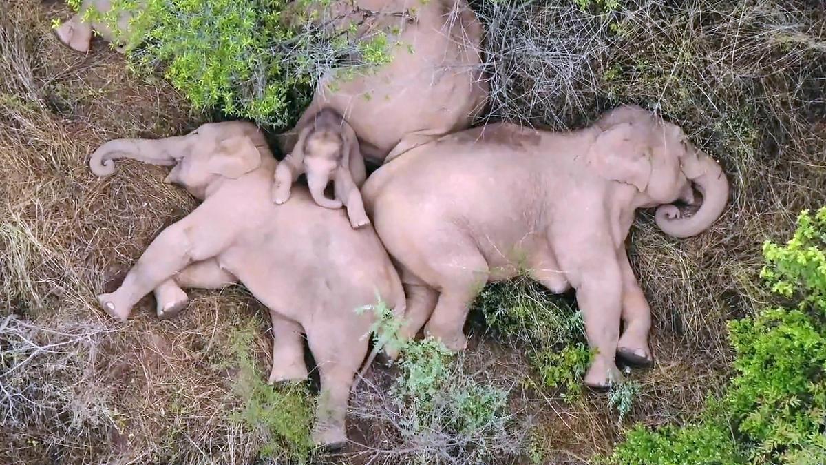 Els elefants xinesos tornen a casa